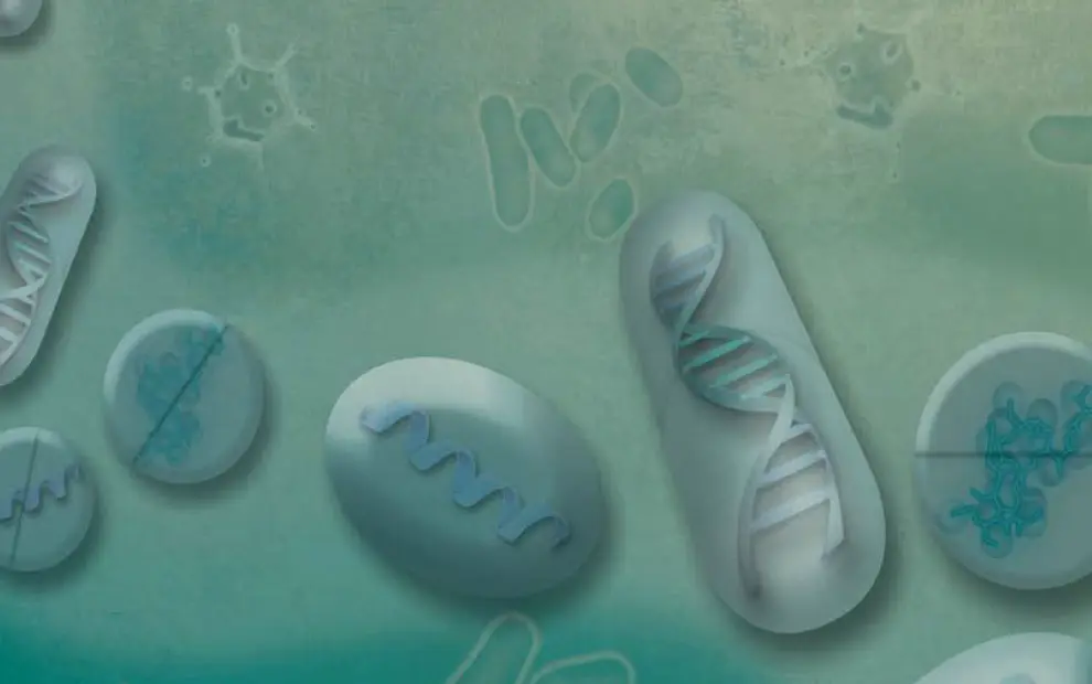 Conteúdo lista Pulmão